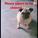 skirby dog video reddit