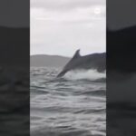 video kayakiste baleine