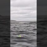 video of humpback whale swallowi