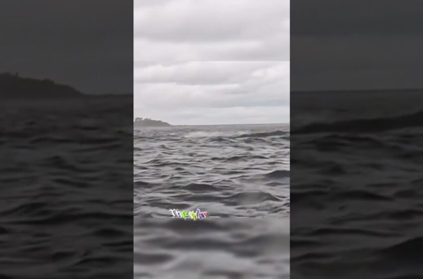  video of humpback whale swallowing kayakers