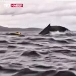 video of whale swallowing kayake