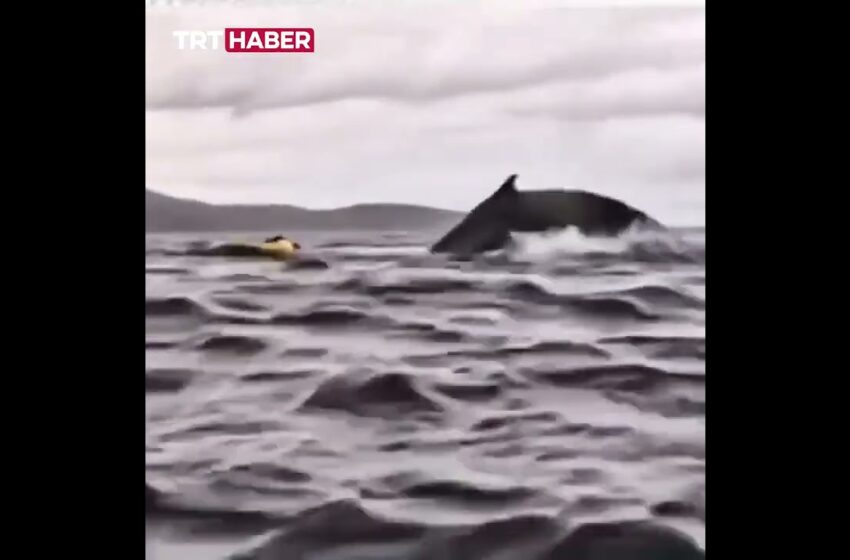  video of whale swallowing kayaker