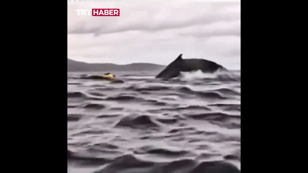 video of whale swallowing kayake