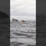 whale kayak video