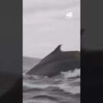 whale swallowing man full video