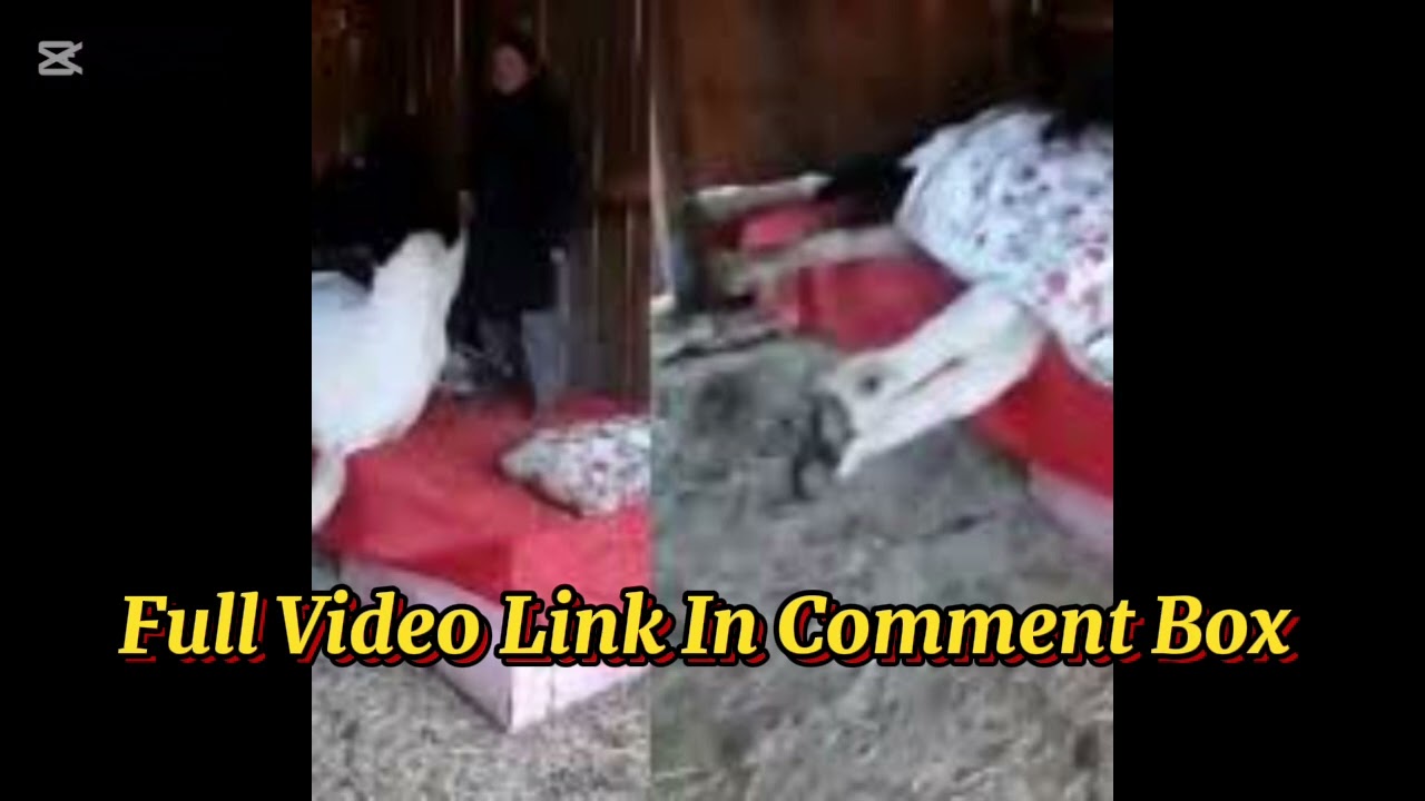 horse blanket girl viral video