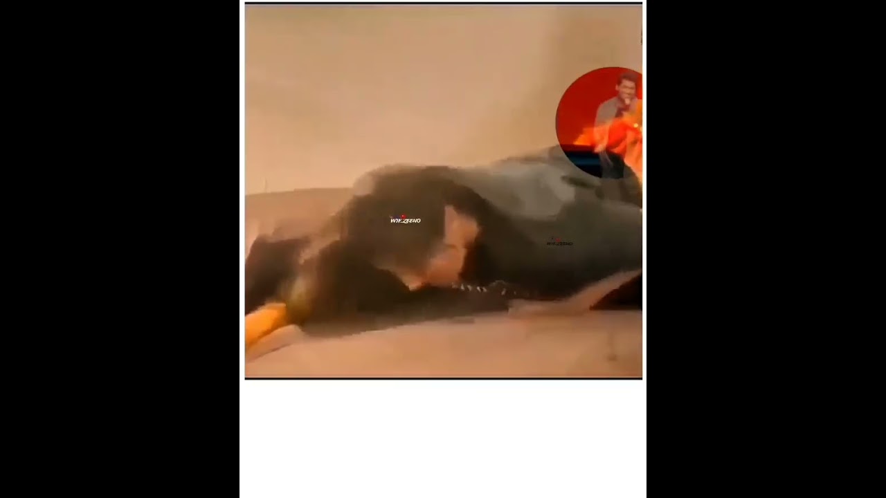 sajal malik leaked twitter video