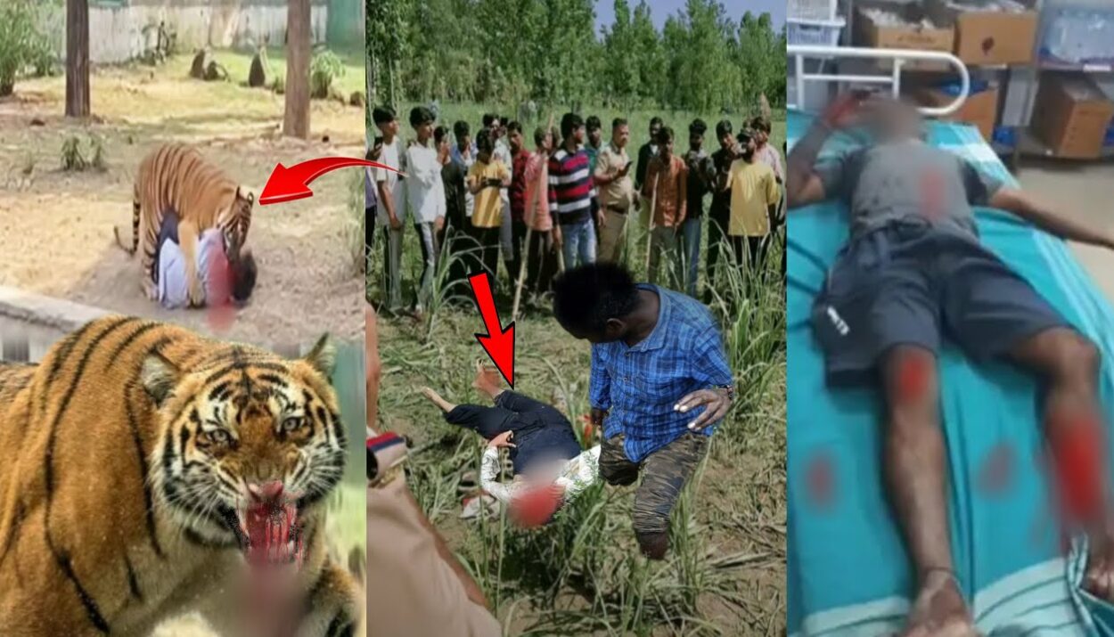 man mauled by tiger at yorkshire