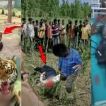 man mauled by tiger at yorkshire