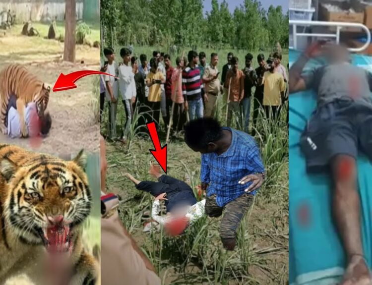 man mauled by tiger at yorkshire