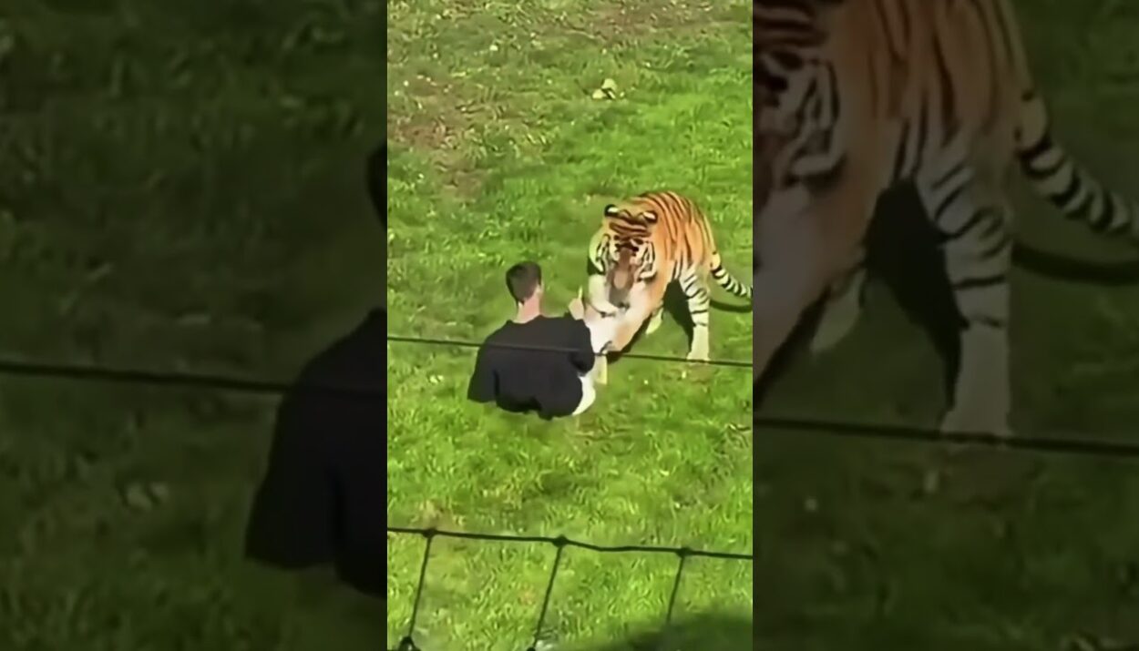 Tiger attack yorkshire full video