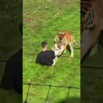 Tiger attack yorkshire full video