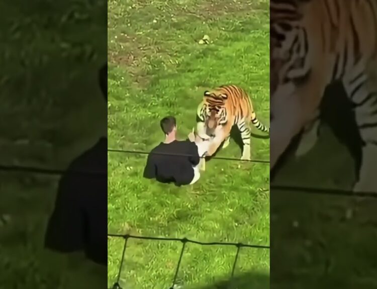Tiger attack yorkshire full video